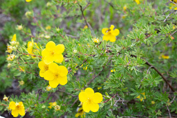Potentilla fruticosa blooms in the garden in summer. Kuril tea.
