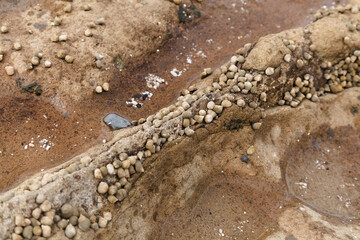 Fauna of Gran Canaria - many small seasnails, Littorina striata, striped winkles, on a volcanic...