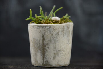 florarium indoor plants succulents in a stone pot