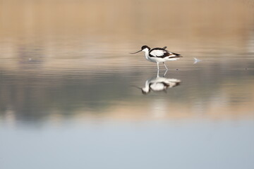 bird, seagull, nature, sea, gull, animal, water, wildlife, flying, flight, fly, sky, white, ocean, birds, beak, wild, beach, wings, stilt, stork, black-winged stilt, tern, black, lake