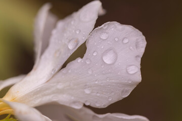 Close-up of delicate white flower petal with fresh water droplets after rain, symbolizing purity,...