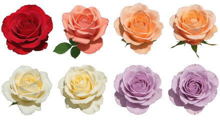 Collection of eight roses in various colors isolated on transparent background