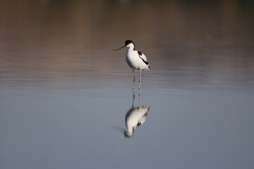 bird, seagull, nature, sea, gull, animal, water, wildlife, flying, flight, fly, sky, white, ocean, birds, beak, wild, beach, wings, stilt, stork, black-winged stilt, tern, black, lake