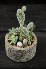 florarium indoor plants cacti in a flowerpot