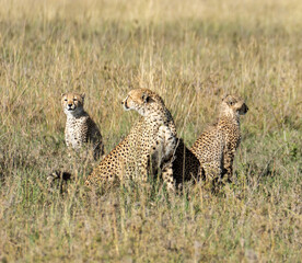 A group of Cheetahs is beautifully relaxing in the vast Savannah Grasslands under the sun