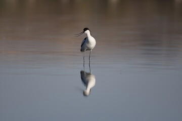 bird, seagull, nature, sea, gull, animal, water, wildlife, flying, flight, fly, sky, white, ocean, birds, beak, wild, beach, wings, stilt, stork, black-winged stilt, tern, black, lake
