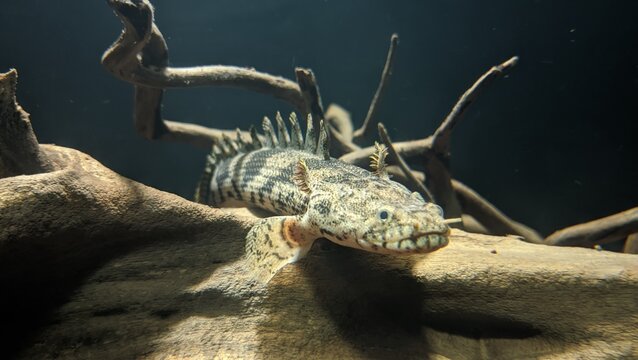 Polypterus endlicheri 