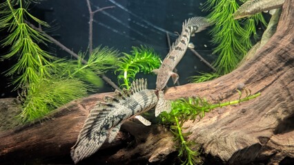 Polypterus endlicheri 