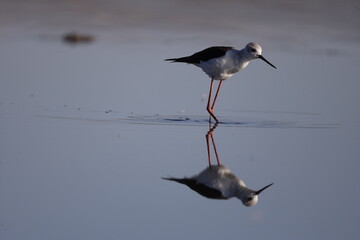 bird, seagull, nature, sea, gull, animal, water, wildlife, flying, flight, fly, sky, white, ocean, birds, beak, wild, beach, wings, stilt, stork, black-winged stilt, tern, black, lake