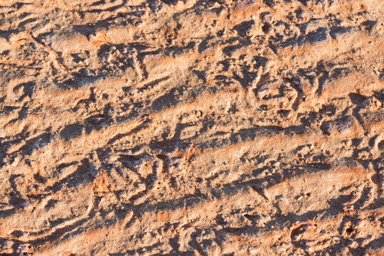 Close up shot of animal tracks in beach sand