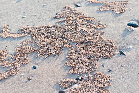 Close up of crab holes and excavations on beach sand