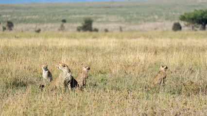 Cheetahs thrive in Africas grasslands, showcasing their remarkable agility and beauty