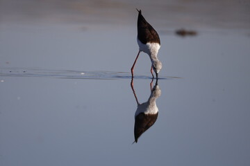 bird, seagull, nature, sea, gull, animal, water, wildlife, flying, flight, fly, sky, white, ocean, birds, beak, wild, beach, wings, stilt, stork, black-winged stilt, tern, black, lake