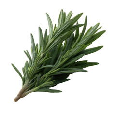 Fototapeta premium Fresh sprig of rosemary with vibrant green leaves, featuring a natural and aromatic appeal on a white isolated background.