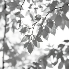 shadow overlay effect. Gray shadow of leaves isolated on white background. Plant foliage leaf shadow light effect. Mockup Blurred tree branch shadow. Ideal for summer spring design elements PNG