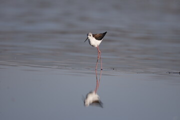 bird, seagull, nature, sea, gull, animal, water, wildlife, flying, flight, fly, sky, white, ocean, birds, beak, wild, beach, wings, stilt, stork, black-winged stilt, tern, black, lake