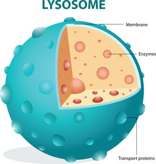 illustration of lysosome structure diagram
