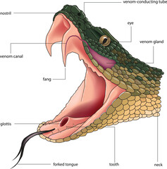 illustration of venomous snake morphology diagram