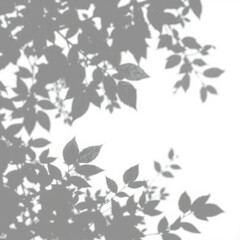 shadow overlay effect. Gray shadow of leaves isolated on white background. Plant foliage leaf shadow light effect. Mockup Blurred tree branch shadow. Ideal for summer spring design elements PNG