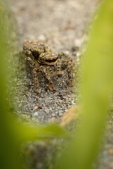 A macro image of a camouflaged jumping spider 