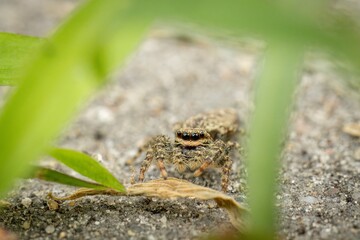 A macro image of a camouflaged jumping spider 