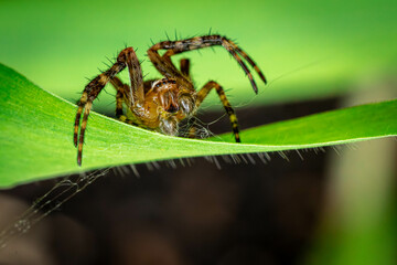 A jumping spider is perched on the edge of a leaf, alert and ready to move.