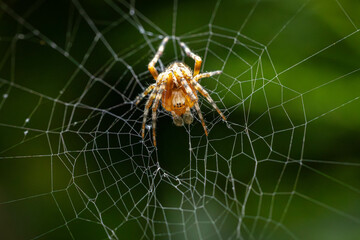 A close-up of an orange spider sitting at the center of its intricate web against a dark green...