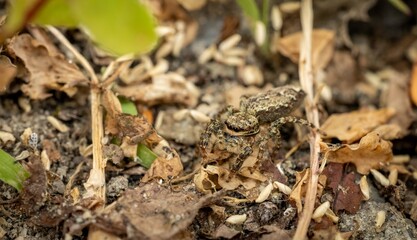 A macro image of a camouflaged jumping spider 