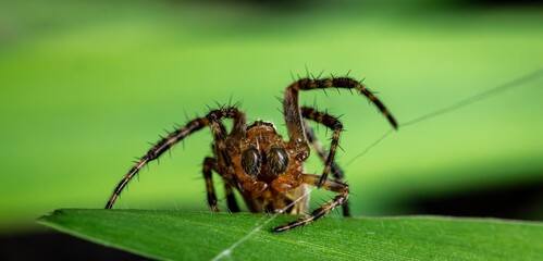 A jumping spider is perched on the edge of a leaf, alert and ready to move.