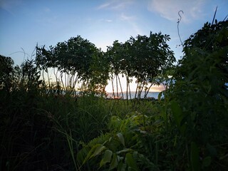 Sunset light filters through trees and tall grass in a lush, tropical landscape.