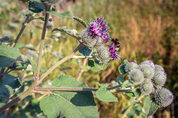 Closeup of a flowering Greater Burdock plant with nectar collecting bumblebee. The photo was taken...