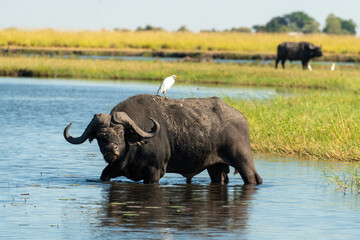 An intimidating African Buffalo, also known as a Cape Buffalo (Syncerus caffer), eating grass in the Chobe River, Botswana