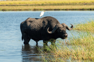 An intimidating African Buffalo, also known as a Cape Buffalo (Syncerus caffer), eating grass in the Chobe River, Botswana