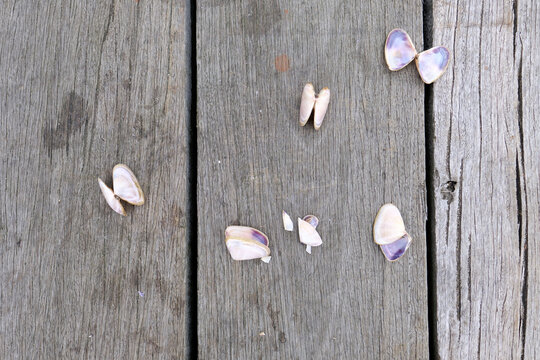 Open Pippi Shells on a Pier