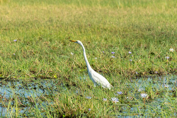 African Great Egret (Ardea alba melanorhynchos), also known as the Great White Egret looking for food in the Chobe River, Botswana