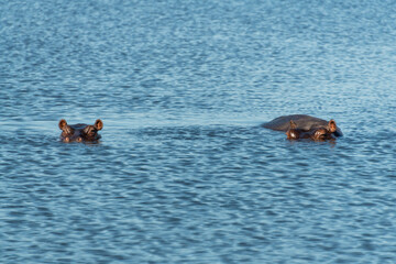 Hippopotamus (Hippopotamus amphibius), also called hippo, common hippopotamus or Nile hippopotamus, in the Chobe River, Botswana