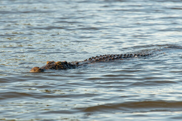 A large Nile crocodile (Crocodylus niloticus), a master of ambush, swimming in the Chobe River,...