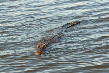A large Nile crocodile (Crocodylus niloticus), a master of ambush, swimming in the Chobe River, Botswana