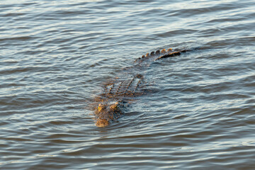 A large Nile crocodile (Crocodylus niloticus), a master of ambush, swimming in the Chobe River, Botswana