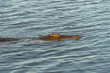 A large Nile crocodile (Crocodylus niloticus), a master of ambush, swimming in the Chobe River, Botswana