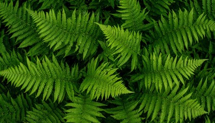 Green Fern Fronds Growing Lushly in Dense Patch Background