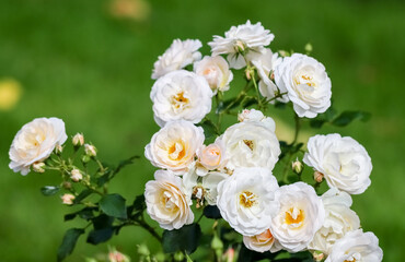 Beautiful white rose bush blooming in the park in late summer. Blurred green background. Empty space for text.