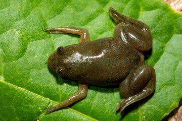 A cute Müller's platanna, also known as the Müller's Clawed Frog (Xenopus muelleri) found along the Chobe River, Botswana