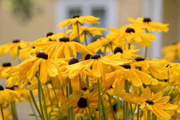 Rudbeckia Hirta (Black Eyed Susan) is blooming with lovely yellow flowers. In the blurry background is an old yellow wooden house with white window frames.