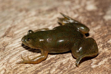 A cute Müller's platanna, also known as the Müller's Clawed Frog (Xenopus muelleri) found along the Chobe River, Botswana