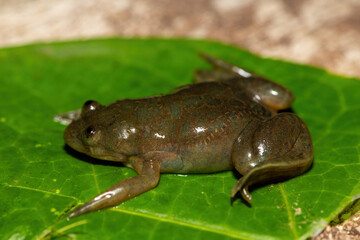 A cute Müller's platanna, also known as the Müller's Clawed Frog (Xenopus muelleri) found along the Chobe River, Botswana