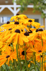 Rudbeckia Hirta (Black Eyed Susan) is blooming with lovely yellow flowers. In the blurry background is an old yellow wooden house with white window frames.
