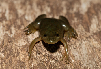 A cute Müller's platanna, also known as the Müller's Clawed Frog (Xenopus muelleri) found along the Chobe River, Botswana