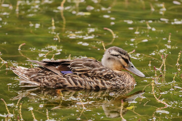 A female mallard is dozing in a pond among aquatic plants. Waterfowl thrive in old, disused natural fish farming ponds in Lohja, Finland.