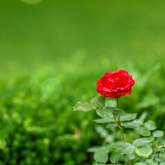 Obraz premium Vibrant red rose blooming in soft green surroundings, perfectly placed off-center in a square format. Ideal for commercial use in romance, eco, and nature-themed designs.